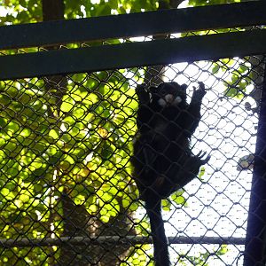 Moustached tamarin