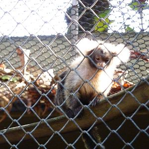 Santarem marmoset
