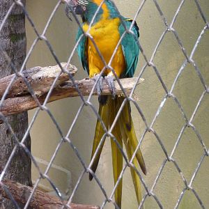 Blue-throated macaw