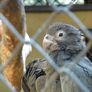 Greater vasa parrots