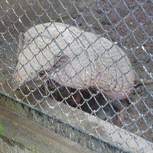 Large hairy armadillo