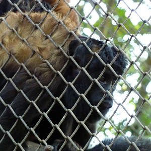 Female Uta Hick's bearded saki