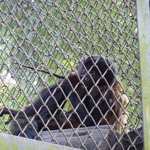 Young Uta Hick's bearded saki