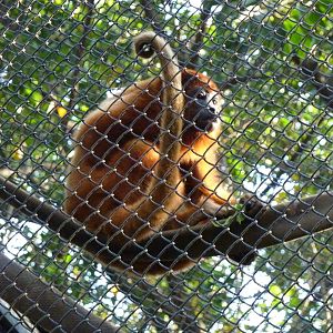 Red howler monkey