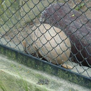 Three-banded armadillo
