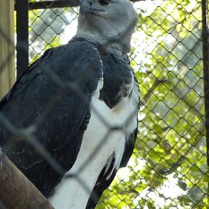 Harpy eagle