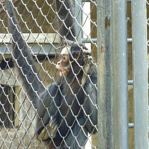 White-cheeked spider monkey