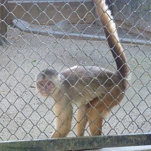 White-fronted capuchin