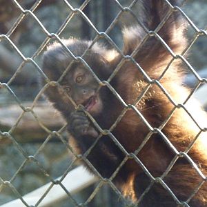 Crested capuchin