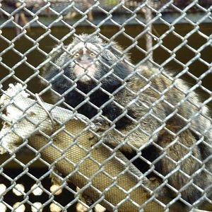 Marmoset at RioZoo, 2010