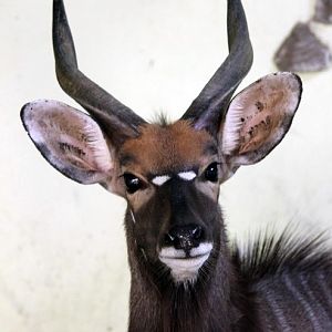 nyala