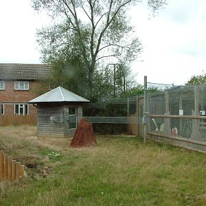 Giant Anteater Exhibit at Hamerton, 08/10/11