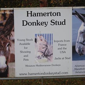Donkey Stud Sign at Hamerton, 08/10/11