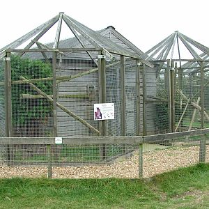 Oncilla Exhibits at Hamerton, 08/10/11