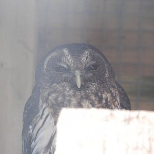 Mottled Owl at Blackbrook, 28/10/11