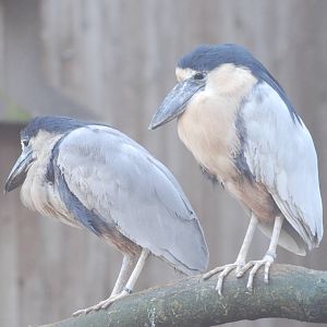 Honduran Boat-billed Herons at Blackbrook, 28/10/11