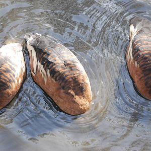 Fulvous Whistling Ducks at Blackbrook, 28/10/11
