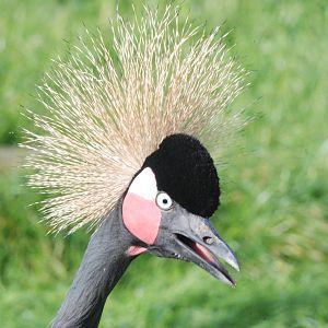 Black Crowned Crane at Blackbrook, 28/10/11