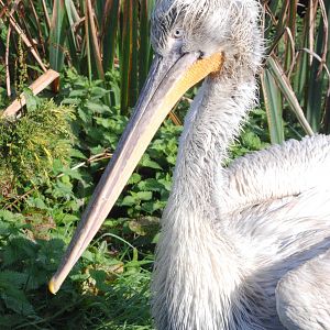 Dalmatian Pelican at Blackbrook, 28/10/11