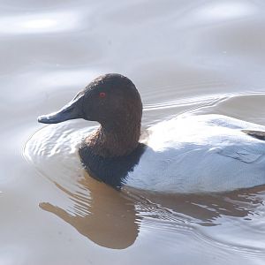 Canvasback at Blackbrook, 28/10/11