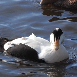 Pacific Eider at Blackbrook, 28/10/11