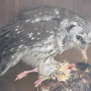 Tengmalm's Owl at Blackbrook, 28/10/11