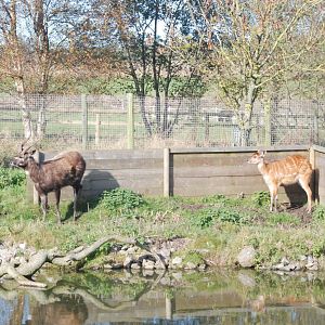 Western Sitatunga at Blackbrook, 28/10/11