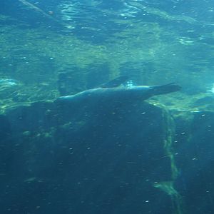 South American Sealion under water