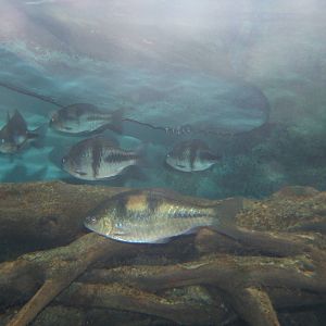 Spanner Barb's (Barbus lateristriga)