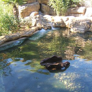 View of part of the Smooth-coated Otter enclosure