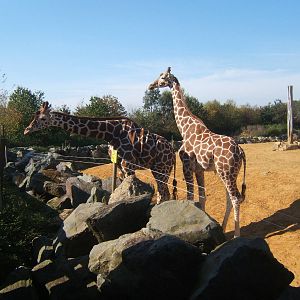 Reticulated Giraffe's