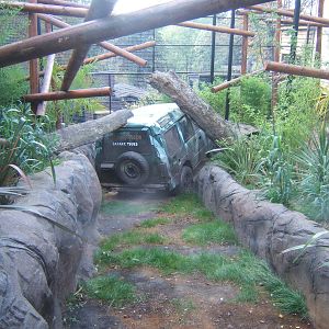 View of Pileated Gibbon enclosure