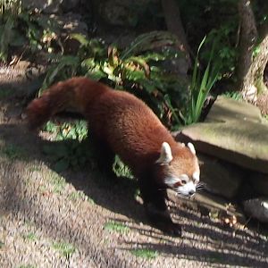 Red Panda