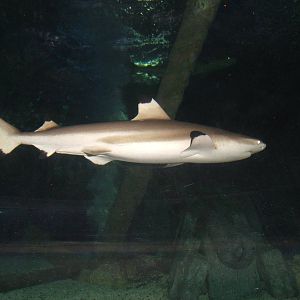 Black-tipped Reef Shark
