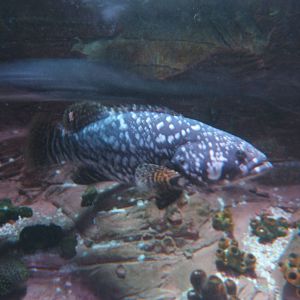 Queensland Grouper