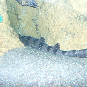 White-spot Bamboo Shark