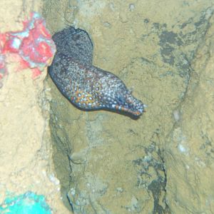 Dragon Moray Eel