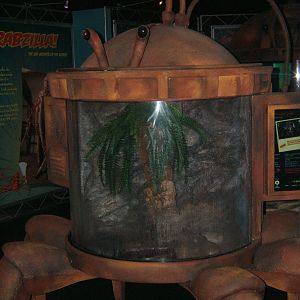 View of Coconut Crab exhibit