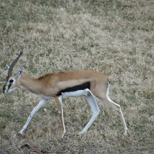 thompsons gazelle