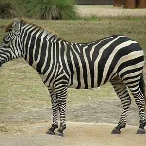 grants zebra
