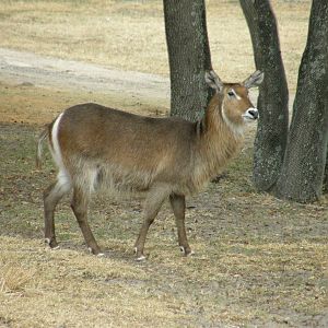 waterbuck