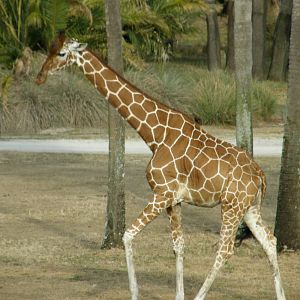 giraffe