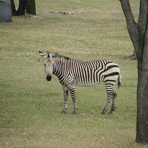 mountain zebra