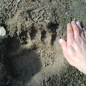 Elik, footprint in the enclosure
