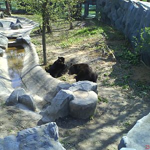 Bear's den inside enclosure