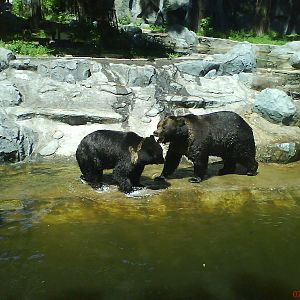 Elik and Bona Ursus arctos Lasiotus