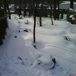 Whinter 2010, beack part enclosure Ursus arctos lasiotus