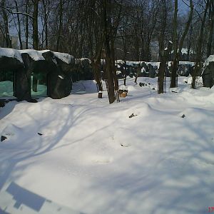 Whinter 2010, front part enclosure Ursus arctos lasiotus