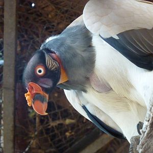 King vulture