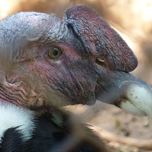 Andean condor